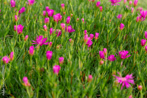 Pequeñas flores lila en conjunto, jardín con flores coloridas