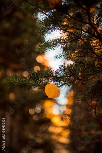 autumn in the forest