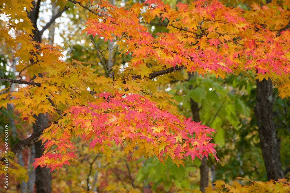 Naklejka premium 秋の公園のモミジ 
