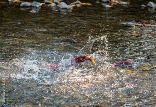 Photo of splashing water as a sockeye salmon leaps in the Adams River as part of the massive quadrennial 