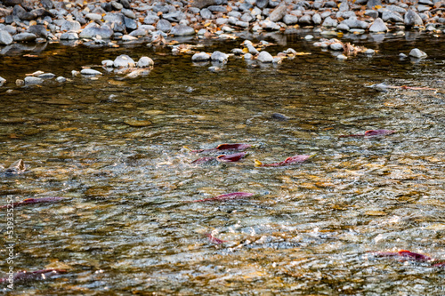 Photo of sockeye salmon swimming upstream in the Adams River as part of the massive quadrennial 