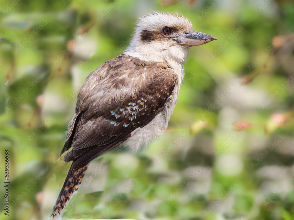 Fototapeta premium Dreamy Kookaburra