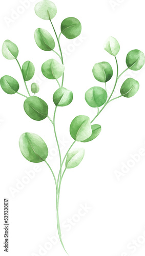 Eucalyptus Leaf With Watercolor Style