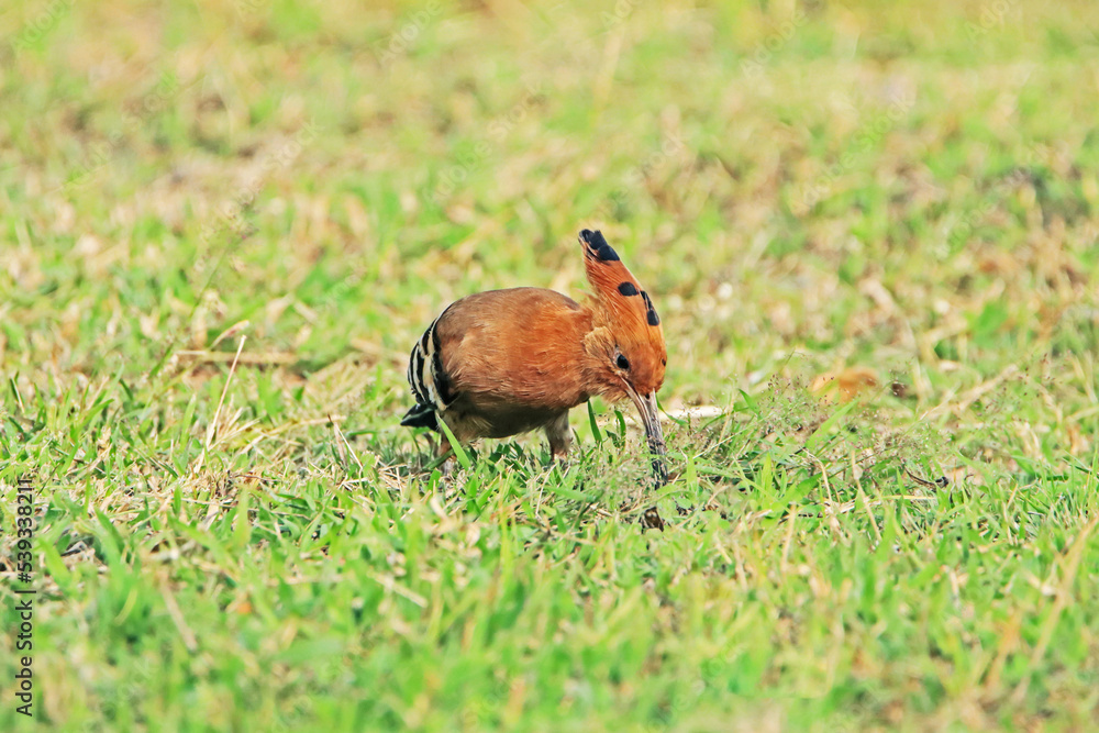 The Common Hoopoe on field in the park The Common Hoopoe on field in the park