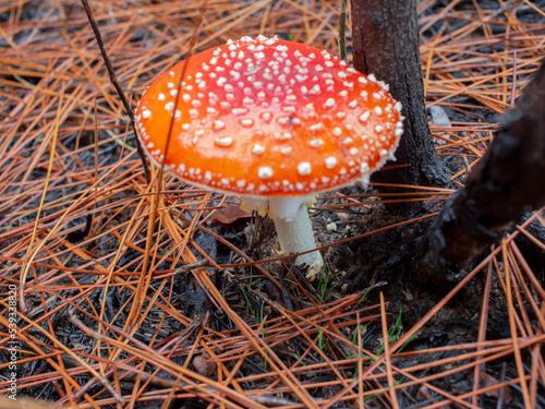 Obraz na plátně amanita baby