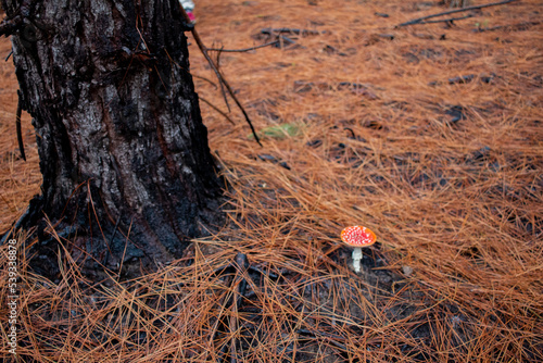 Wallpaper Mural Amanita baby Torontodigital.ca