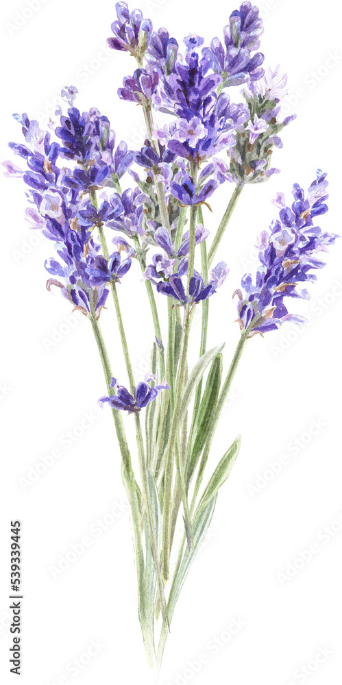 Naklejka premium Watercolor lavender bouquet, Provence flowers