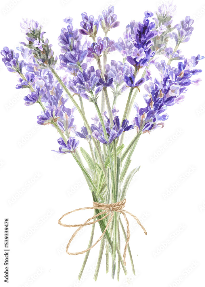 Naklejka premium Watercolor lavender bouquet, Provence flowers