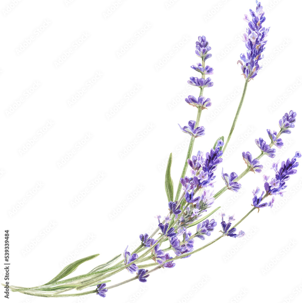 Naklejka premium Watercolor lavender bouquet, Provence flowers