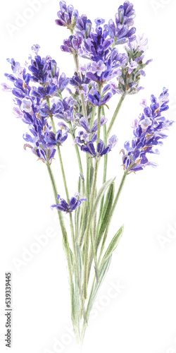Watercolor lavender bouquet  Provence flowers