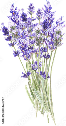 Watercolor lavender bouquet  Provence flowers