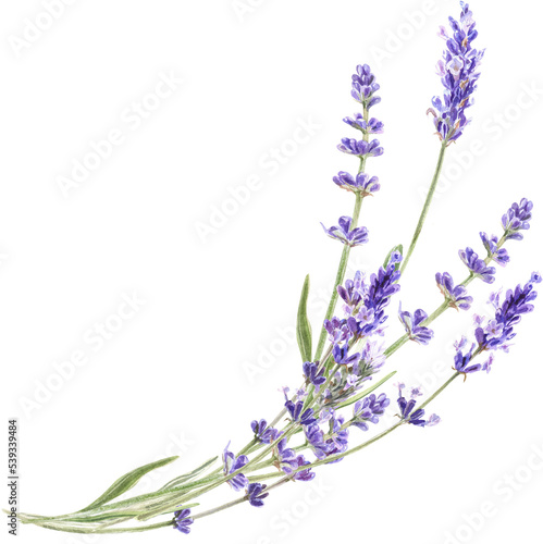 Fotografiet Watercolor lavender bouquet, Provence flowers