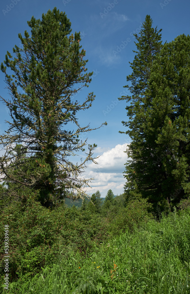 Pinus sibirica сedar forest on the Seminsky mountain pass
