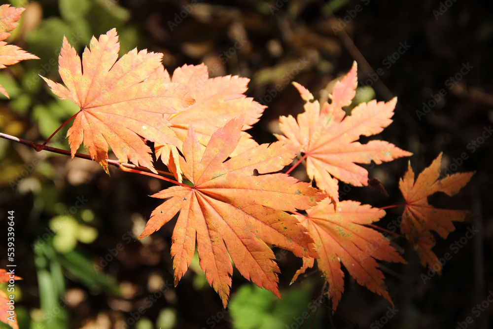 Branch of autumn maple leaves in the forest. Branch of autumn maple leaves in the forest.