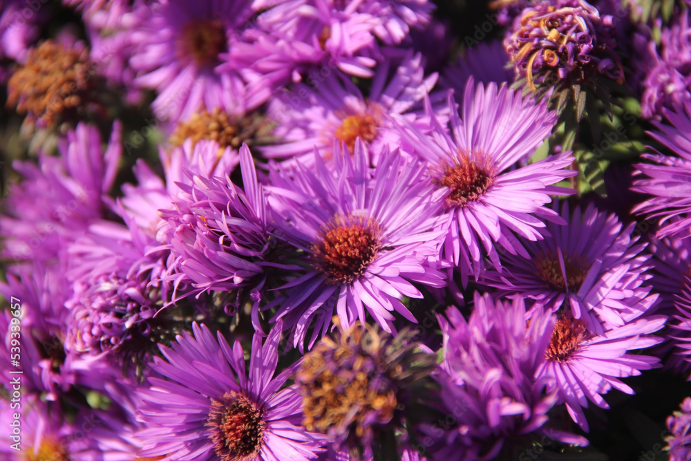 Autumn purple chrysanthemum flowers in the garden. Autumn purple chrysanthemum flowers in the garden.