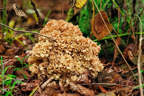 Schwammartiger Pilz im Wald