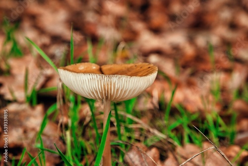 Kleiner brauner Pilz im Wald 