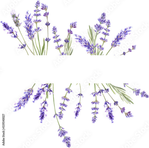 Watercolor lavender frame, Provence flowers, for wedding invitations