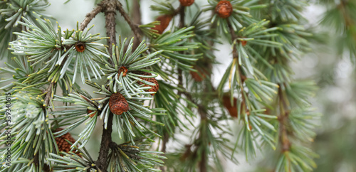 Green pine tree branch outdoors  closeup