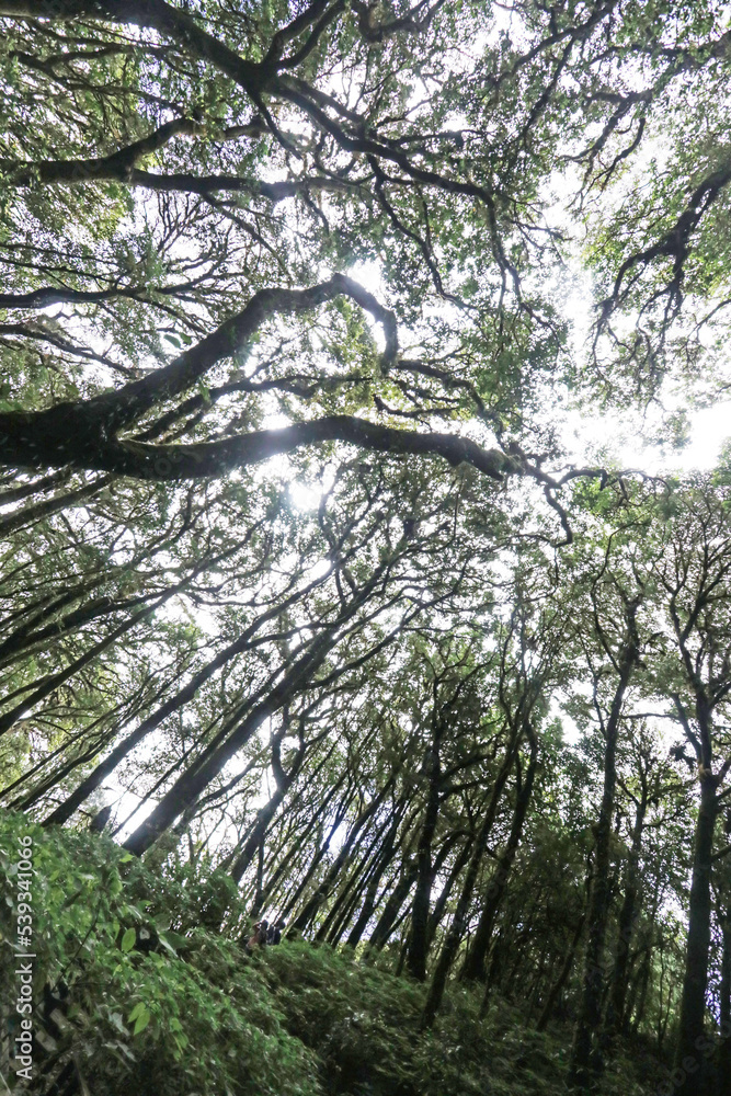 Fototapeta premium The hiking trail in the forest of Thailand.