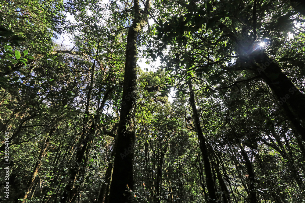 Fototapeta premium The hiking trail in the forest of Thailand.