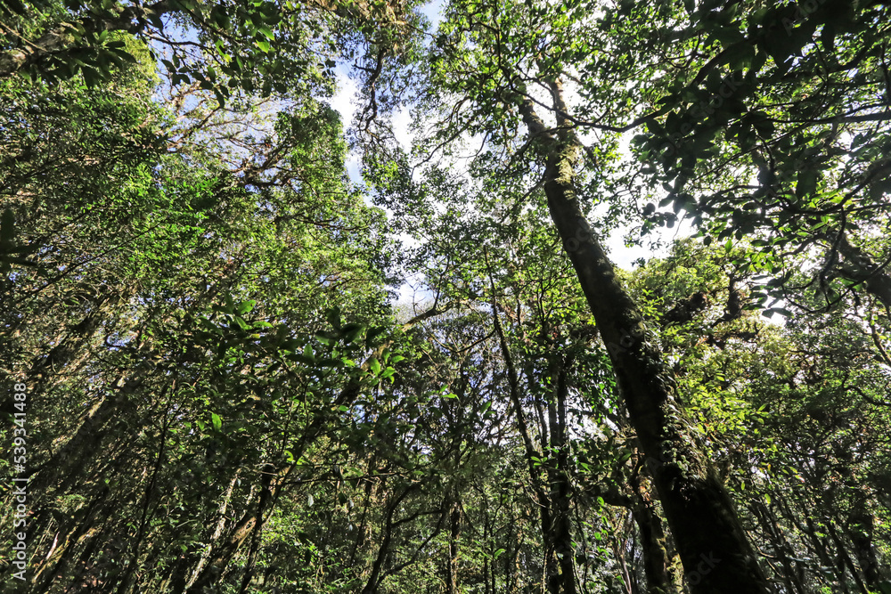 Fototapeta premium The hiking trail in the forest of Thailand.