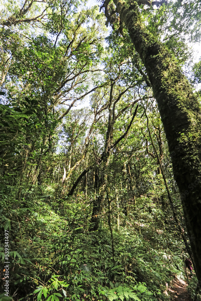 Naklejka premium The hiking trail in the forest of Thailand.