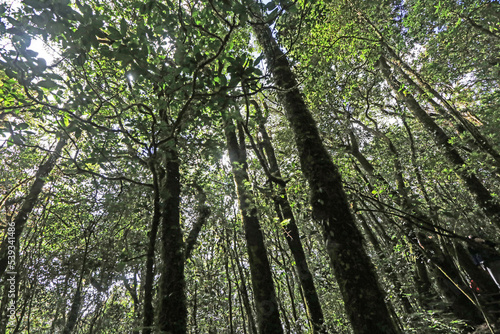 The hiking trail in the forest of Thailand.