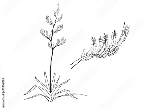Harakeke New Zealand Native Plant Vector Line Art Illustration