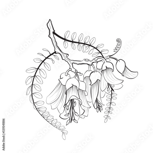 Kōwhai New Zealand Native Plant Vector Line Art Illustration
