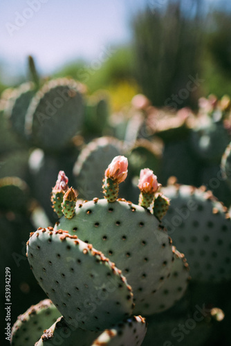Prickley Pear Cactus Blooming photo