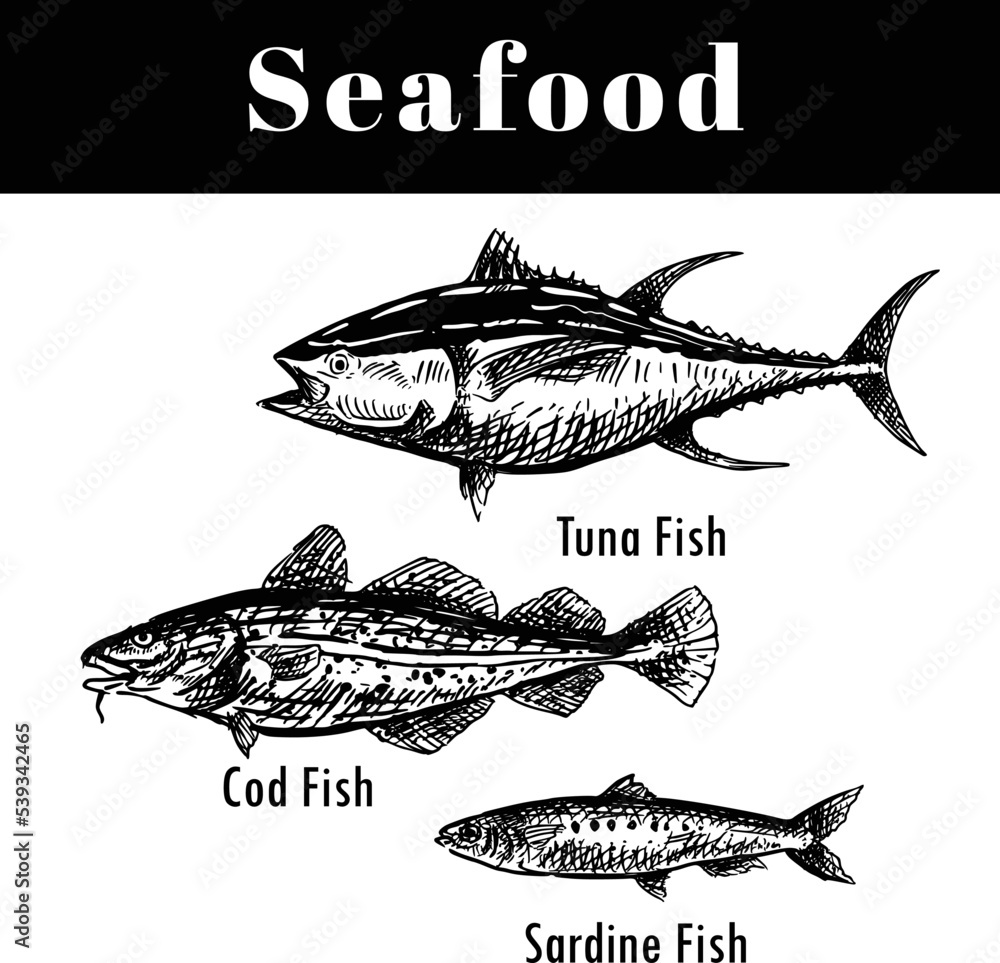 Fototapeta premium Seafood drawing include tuna, cod & sardine fish look so delicious!