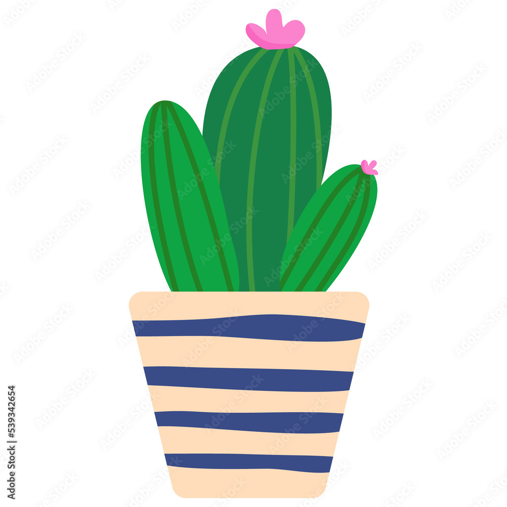 cactuses in flower pot