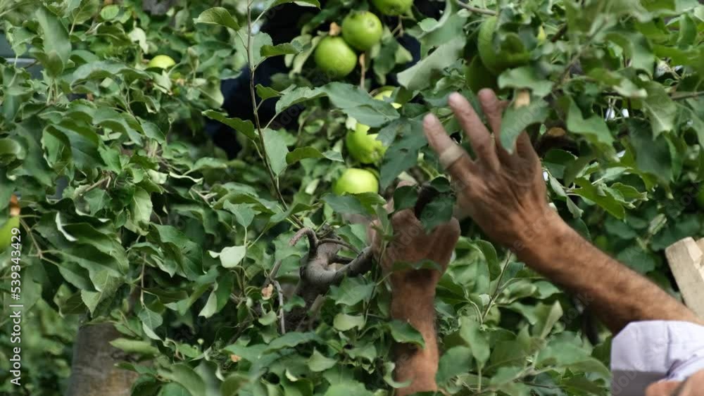 Farmers Harvesting Green Apples Farmers Harvesting Green Apples