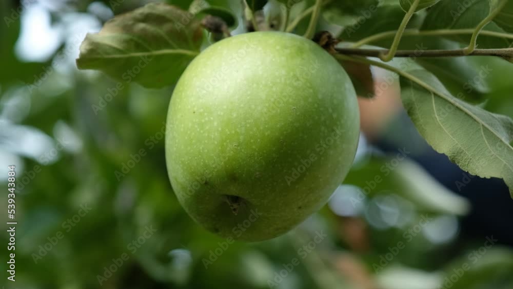 Farmers Harvesting Green Apples Farmers Harvesting Green Apples