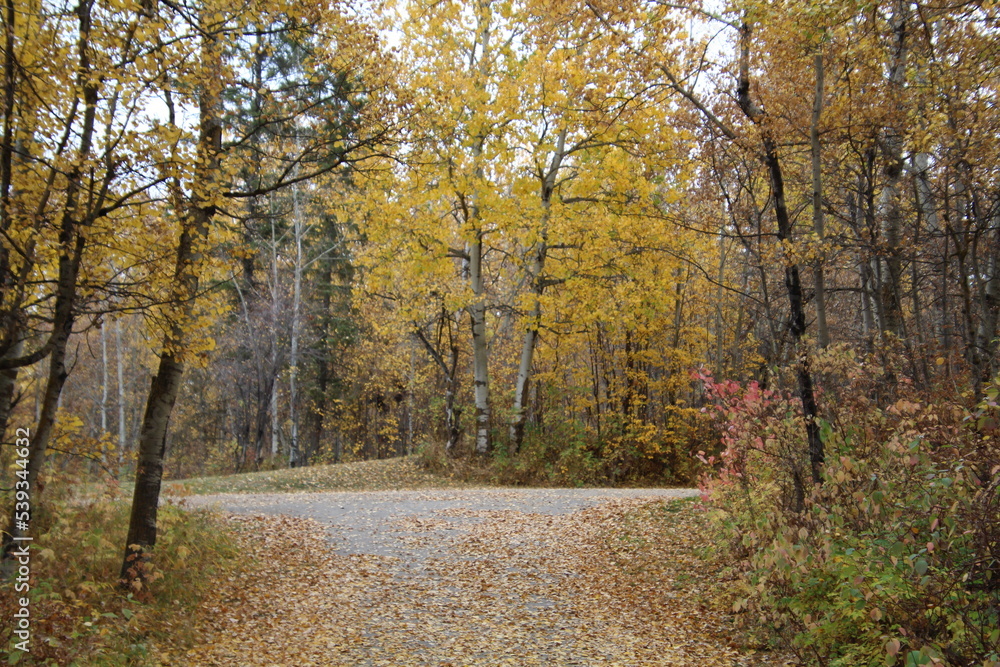 Fototapeta premium autumn in the park, Elk Island National Park, Alberta