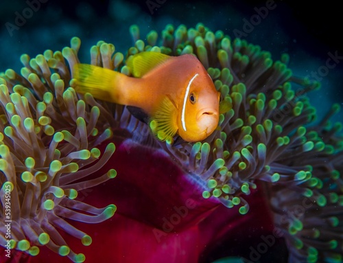 Obraz na płótnie Anemonefish