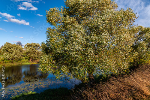 A large willow tree on the shore of a pond on a sunny autumn day.