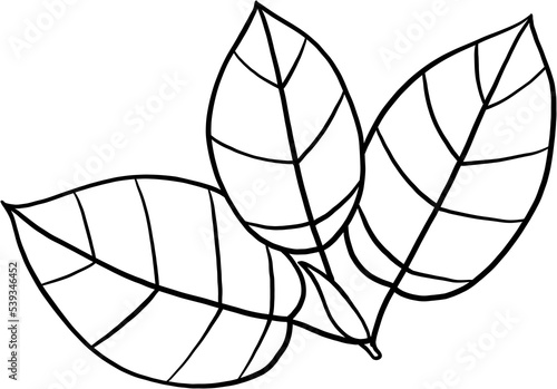 simplicity kratom leaf freehand drawing © tanarch