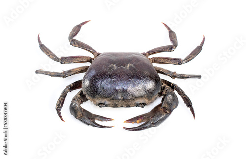 Image of crab (Field crab) isolated on white background. Food. Animal.