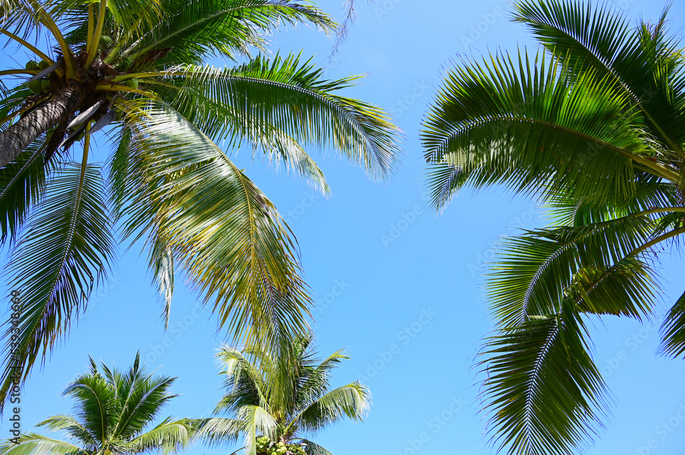 coconut trees on beach, natural background