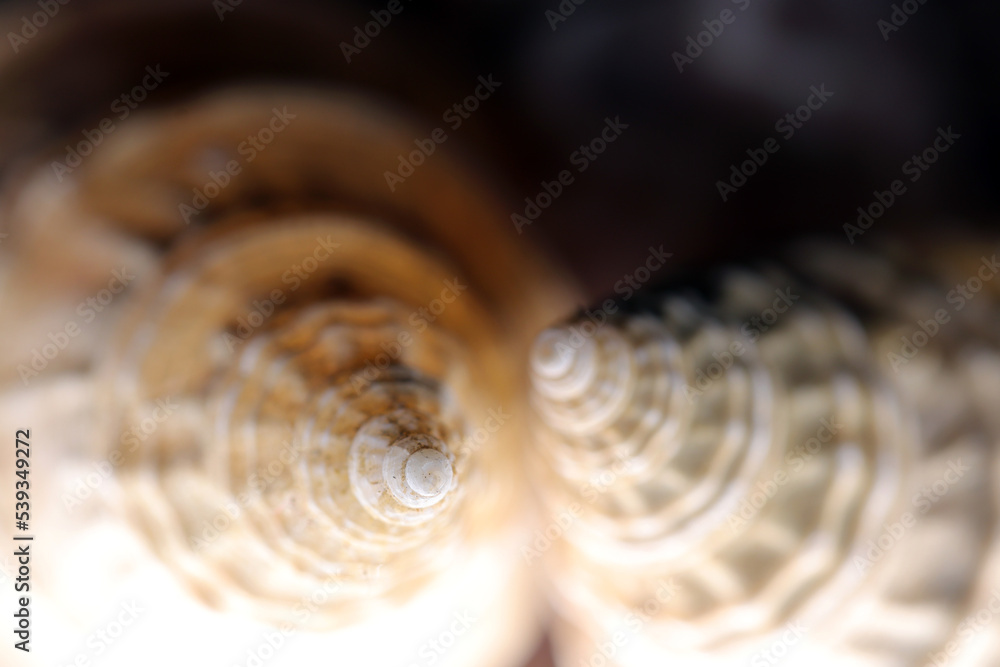 Sea conch spiral shell pattern, high magnification macro photography. Sea conch spiral shell pattern, high magnification macro photography.