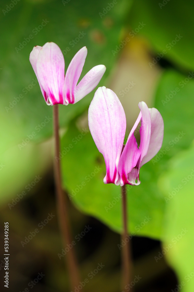 Progenitor Cyclamen blooming small pink flowerhead, close up macro photography. Progenitor Cyclamen blooming small pink flowerhead, close up macro photography.