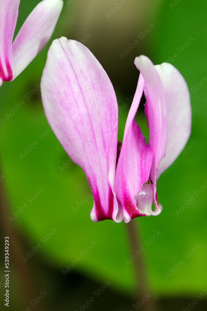 Progenitor Cyclamen blooming small pink flowerhead, close up macro photography.