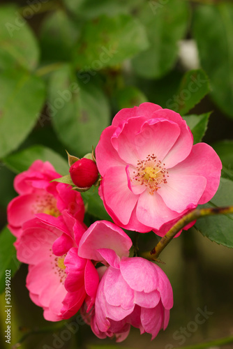 Bright pink flower head of Rosa chinensis (China rose, Monthly rose), close up macro photography.