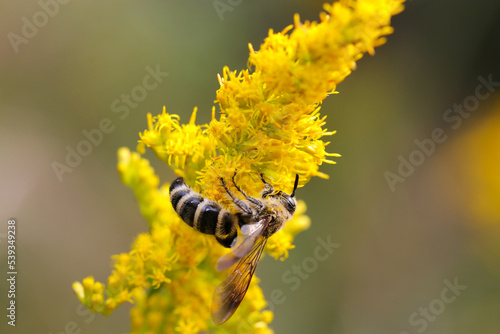 Mukashi hanabachi, Colletes (Colletes) babai, collecting nectar from yellow goldenrod flowers. Close up macro photograph. photo