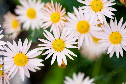 daisies in a garden