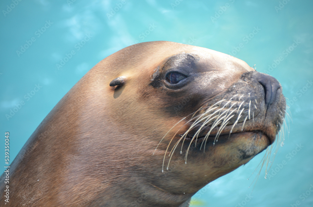 Obraz premium Close-up on a seal's face on a beautiful day