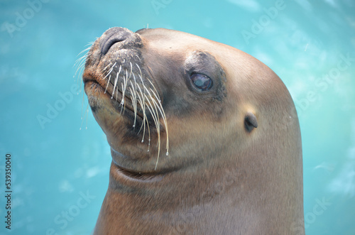 Close-up on a seal's face on a beautiful day