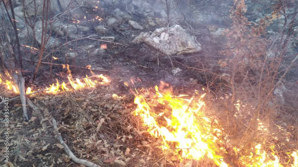 Fire and smoke - prescribed burning of bush or forest wildfire with crackling sound of the flame. Deforestation causing global warming - climate change impact on environment. Fire and smoke - prescribed burning of bush or forest wildfire with crackling sound of the flame. Deforestation causing global warming - climate change impact on environment.